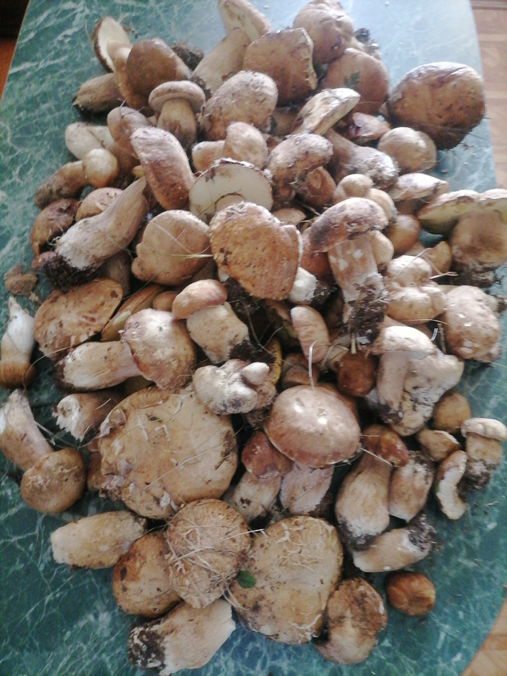 Удачливые грибники Солигорского района