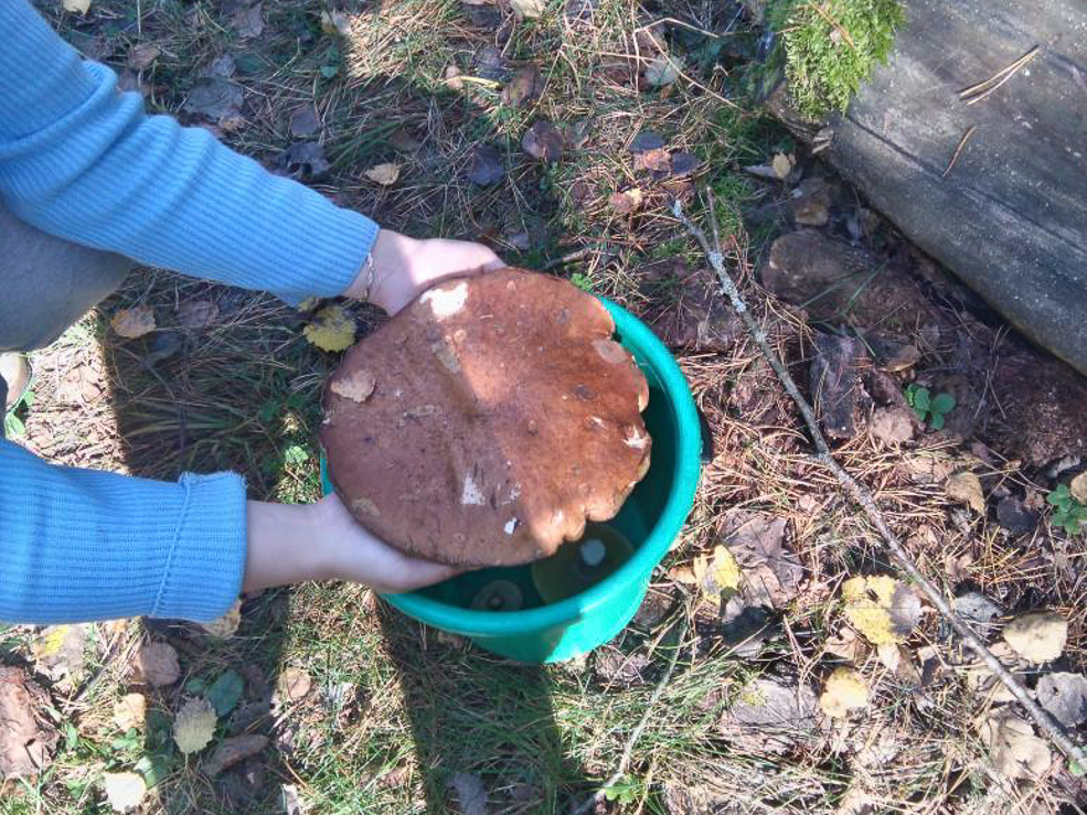 Удачливые грибники Солигорского района