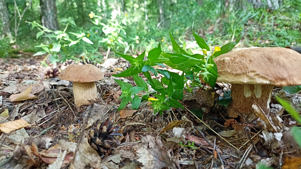 Удачливые грибники Солигорского района