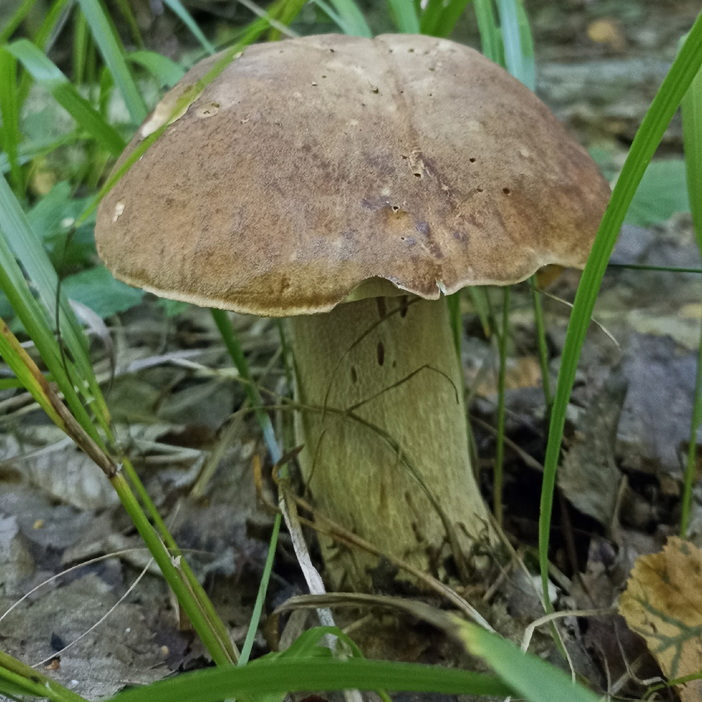 Удачливые грибники Солигорского района