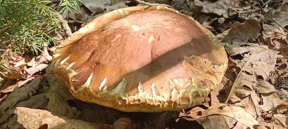 Удачливые грибники Солигорского района