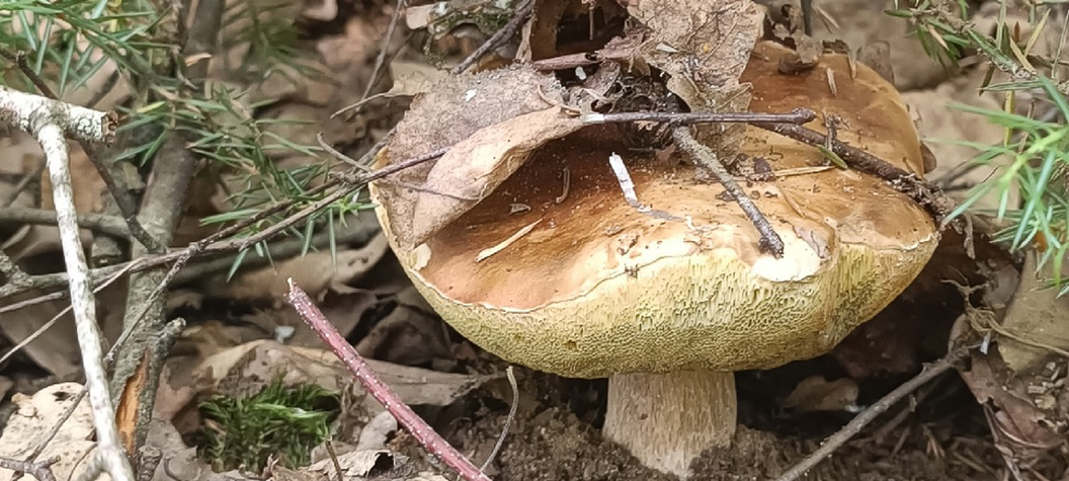 Удачливые грибники Солигорского района