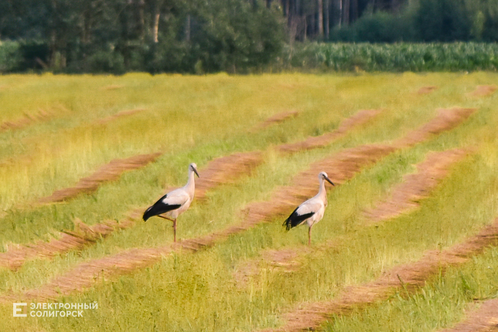Деревня Паничи Слуцкого района