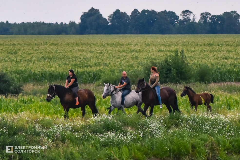 Лоашади в Солигорском районе
