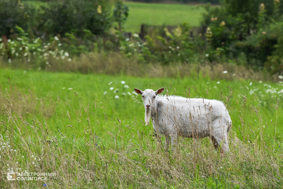 Природа Солигорского района