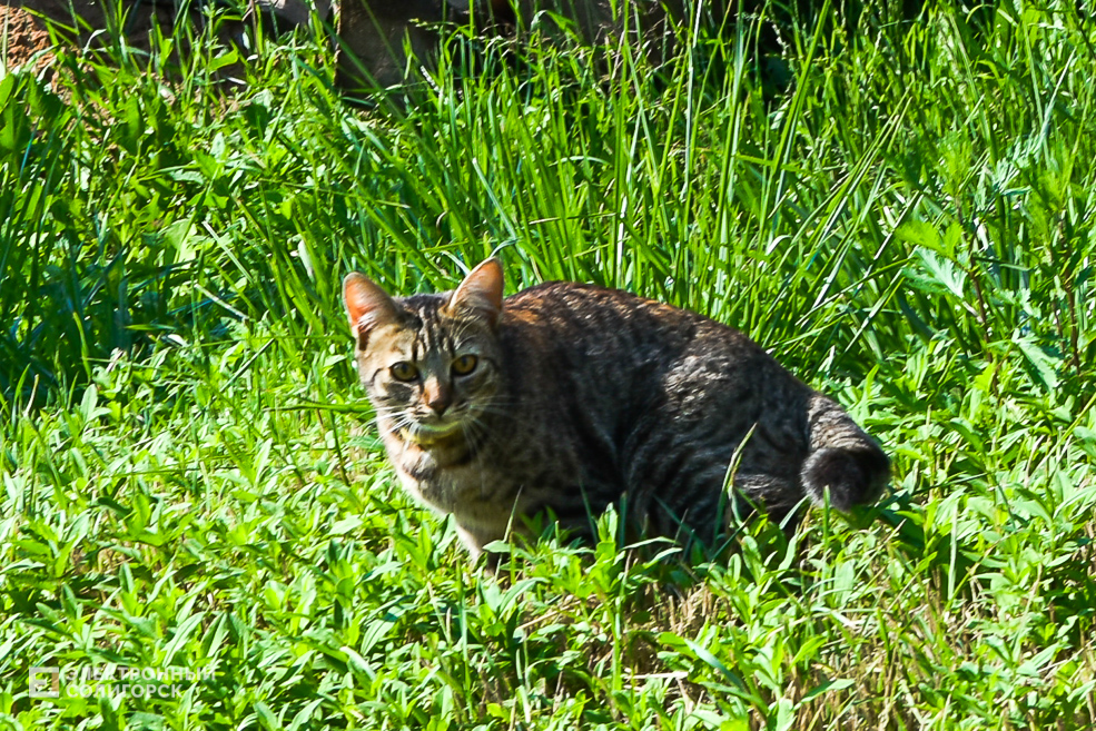 Деревня Гуляево Слуцкий район