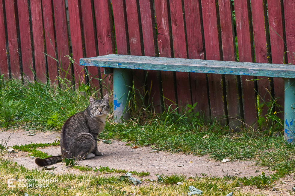 Деревня Радково Солигорский район