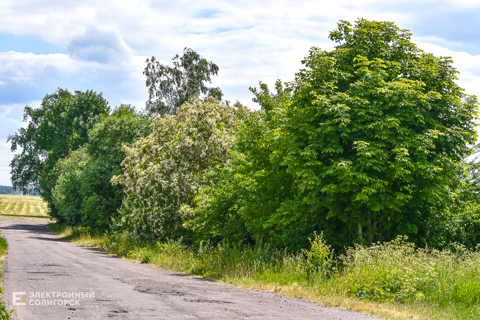 Деревня Радково Солигорский район