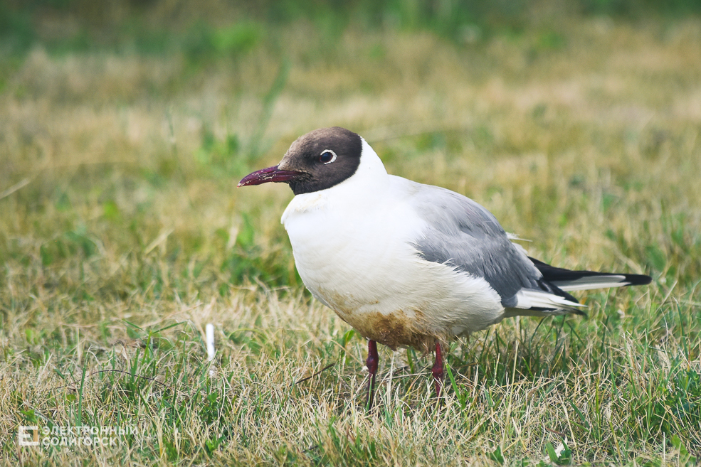 День молодёжи в Солигорске, рок-концерт и дискотека