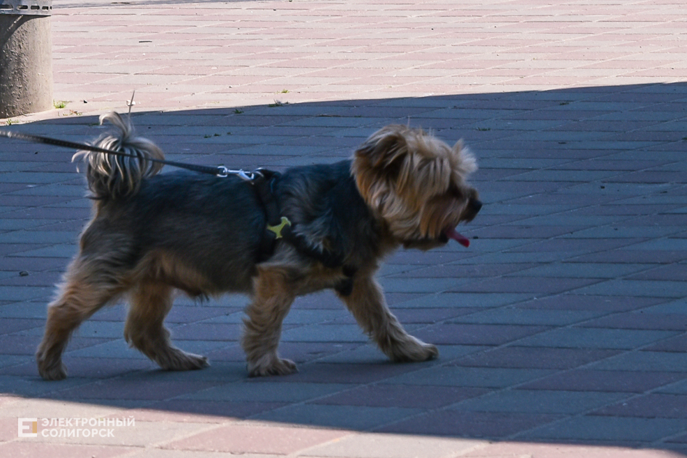 Лето город Солигорск