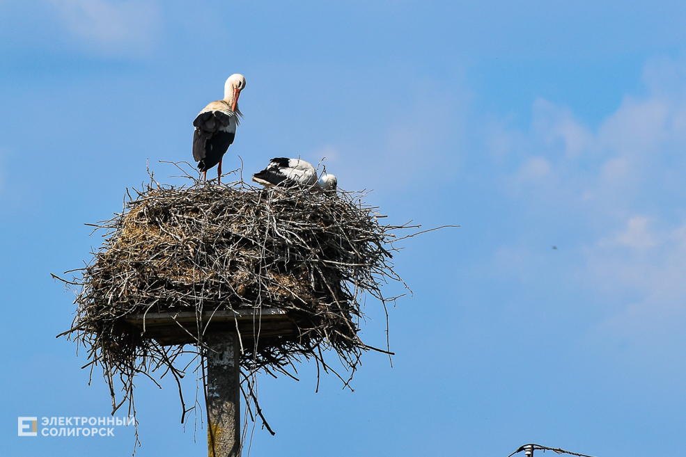 Деревня Замошье Любанского района