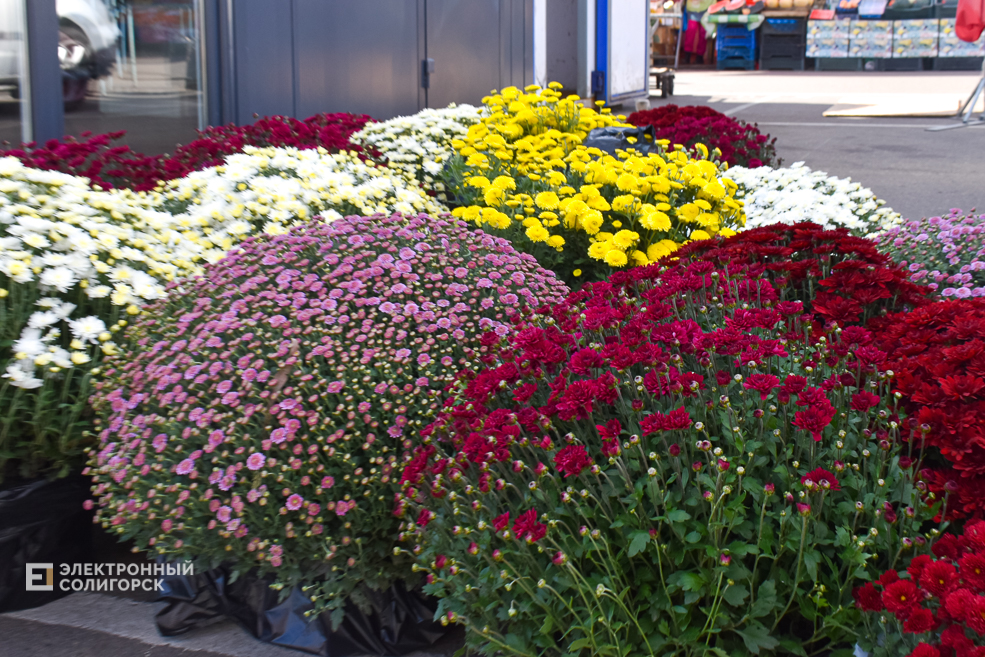 Что почём на солигорском рынке