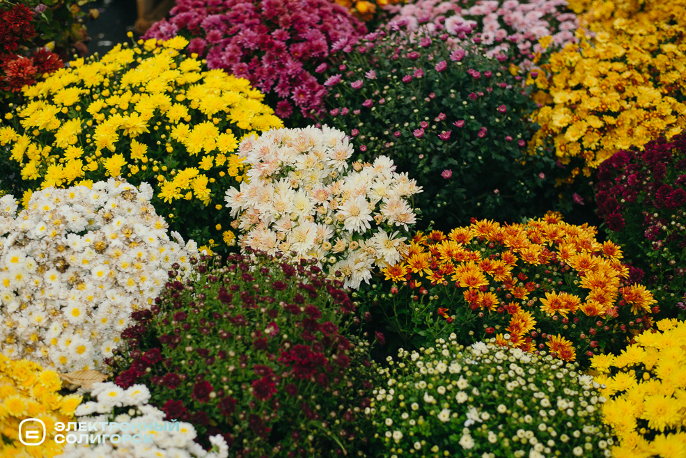 осенняя ярмарка 2023