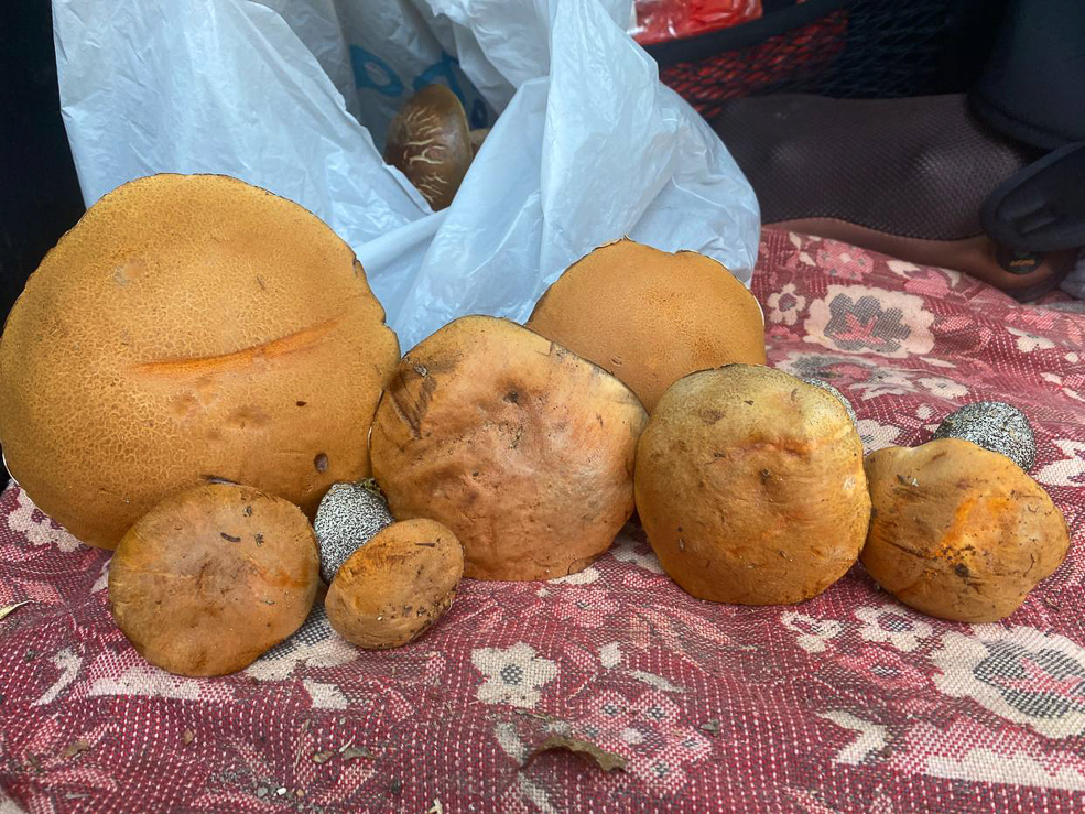 Есть ли в лесу грибы