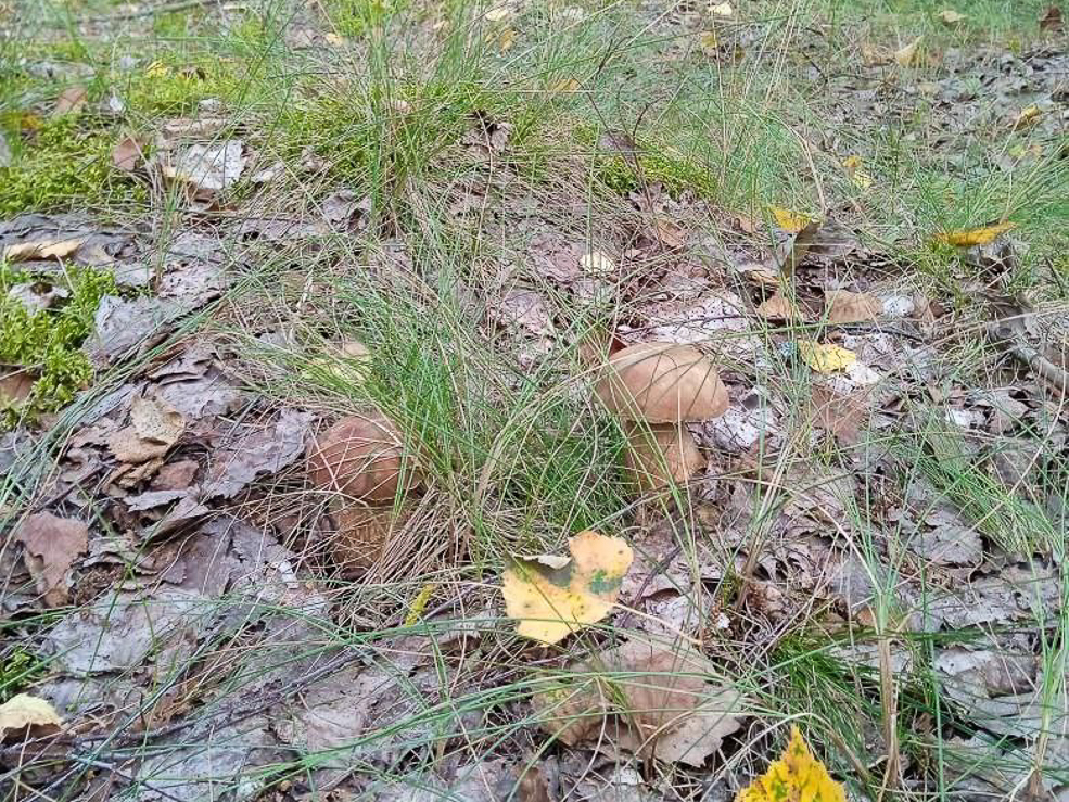 Есть ли в лесу грибы