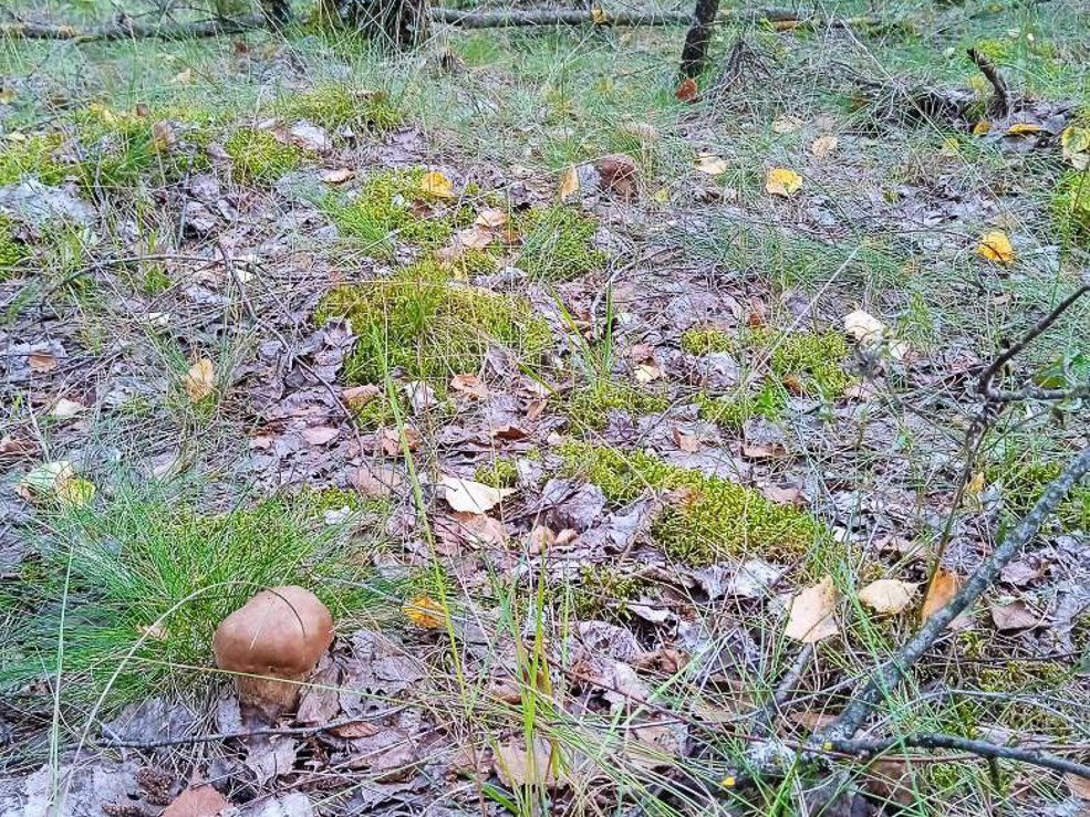 Есть ли в лесу грибы