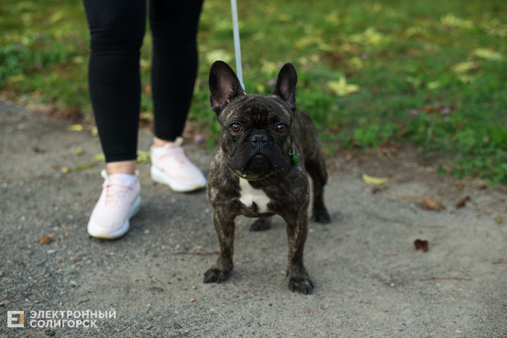 собаки в соцприюте