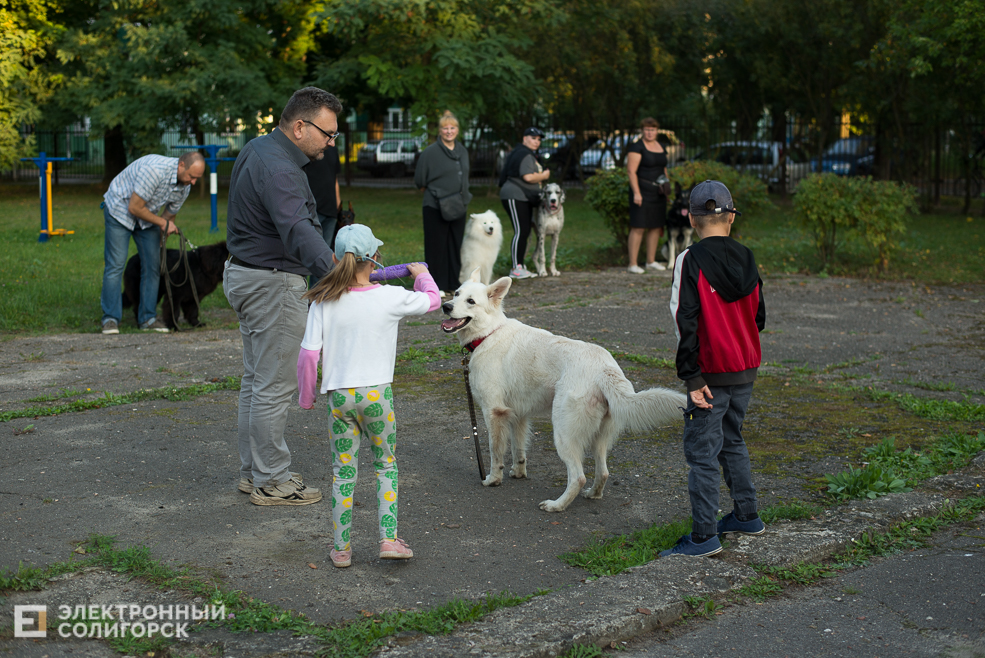 собаки в соцприюте