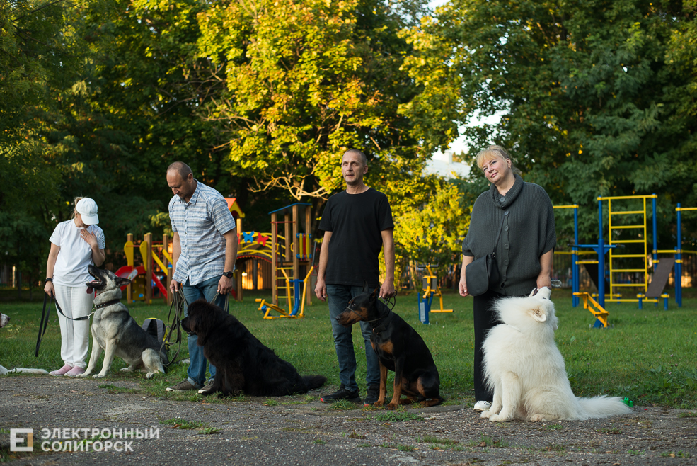 собаки в соцприюте