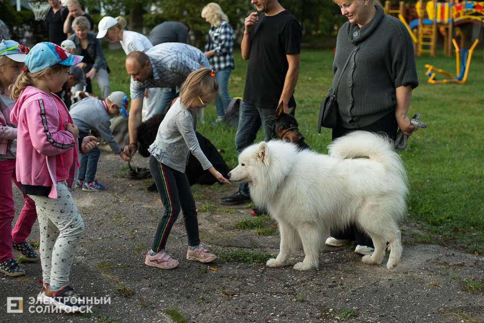 собаки в соцприюте