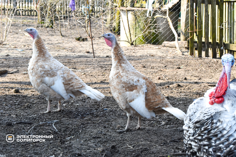 Деревня Дубица Солигорский район