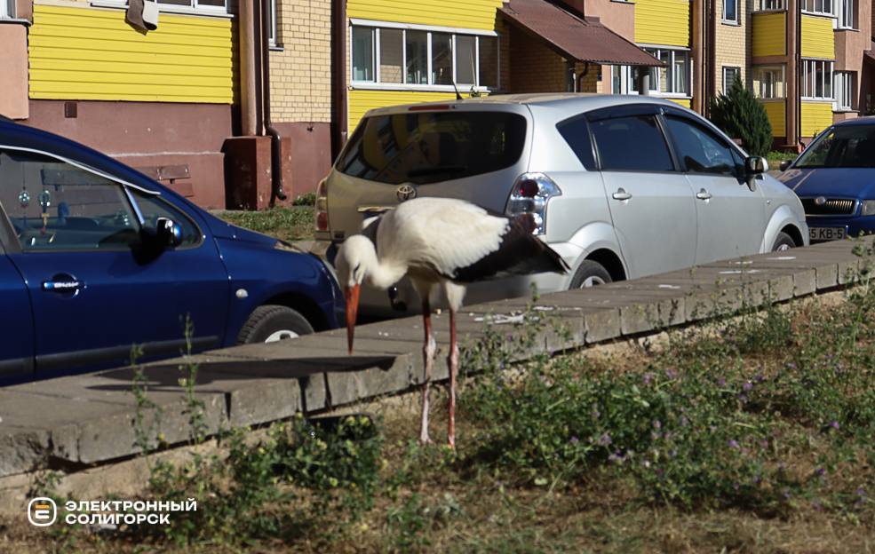аист в городе