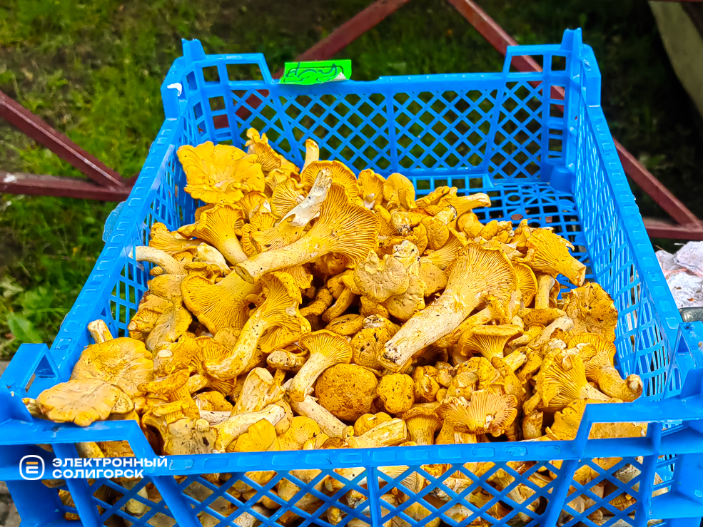 Солигорские грибники