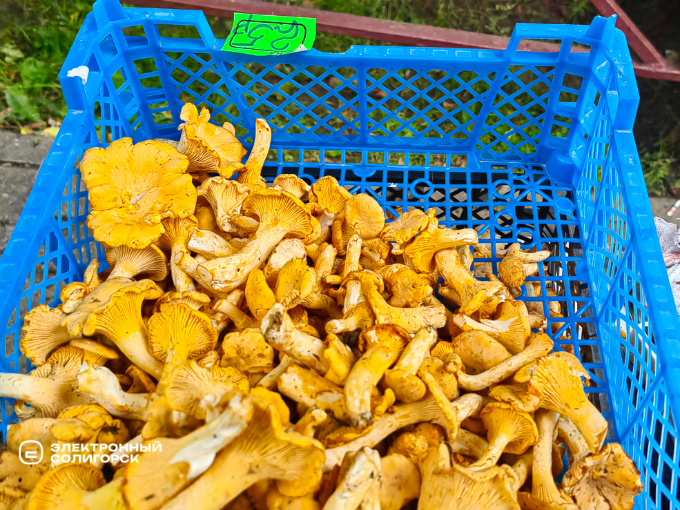 Солигорские грибники