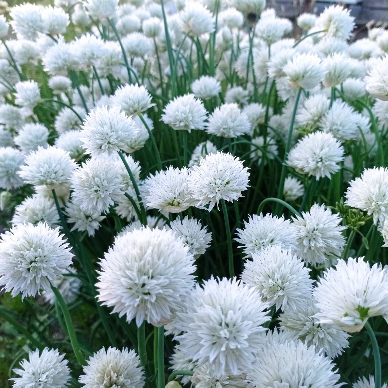 магазин декоративных растений Зелёный мир в Солигорске