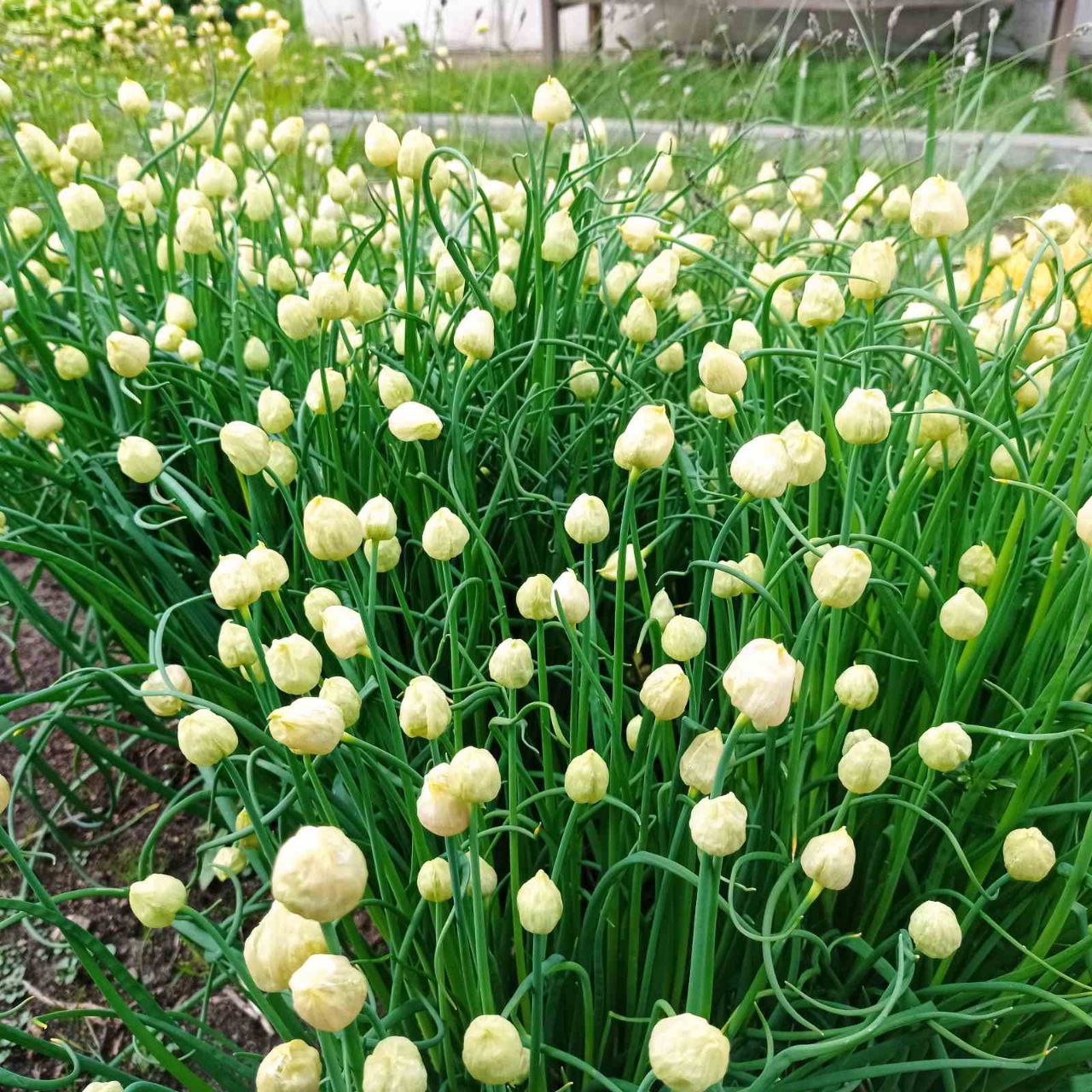 магазин декоративных растений Зелёный мир в Солигорске