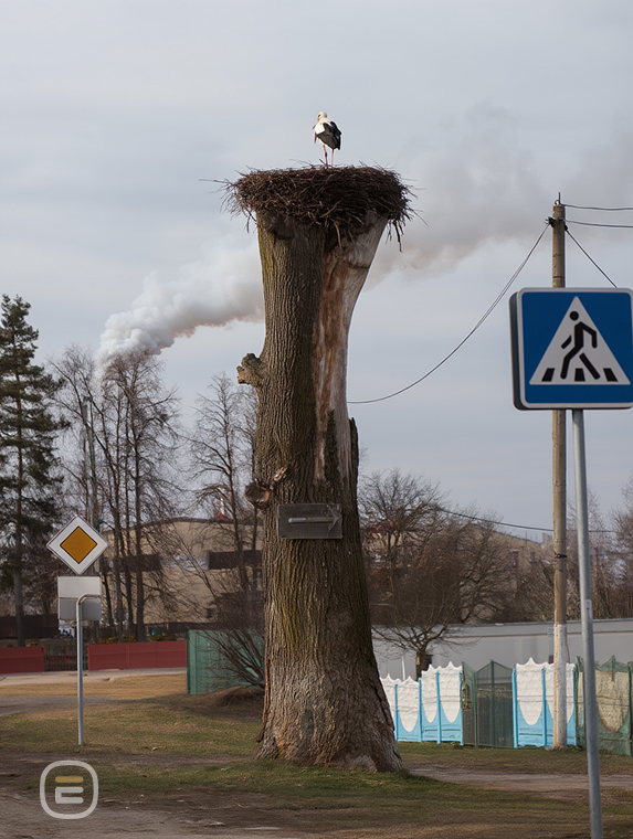 одинокий аист в Долгом