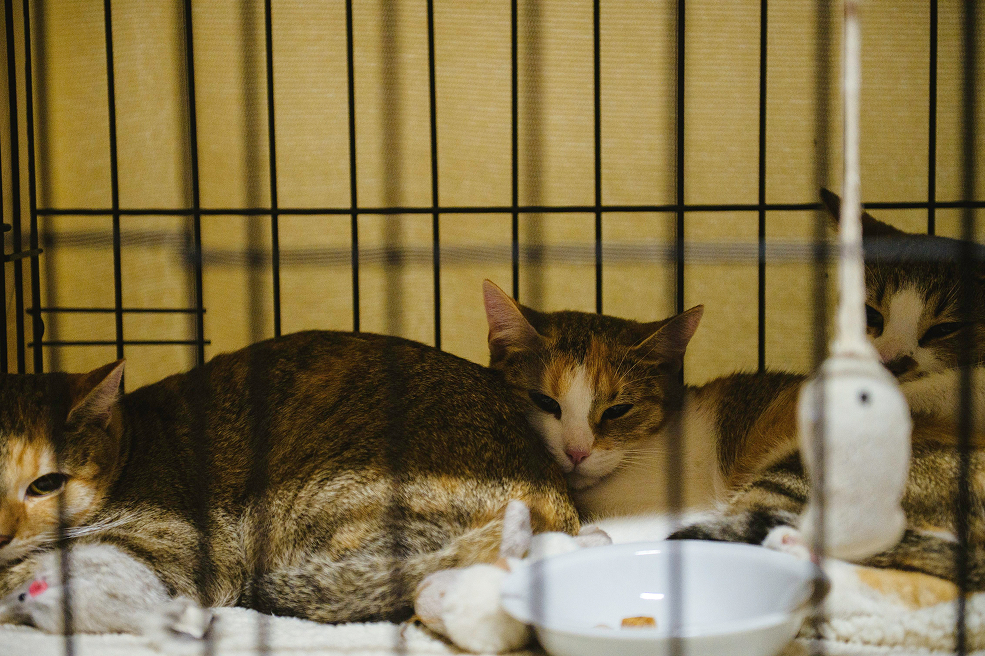 300 кг заботы: Евроопт поддержал фестиваль Город кошек