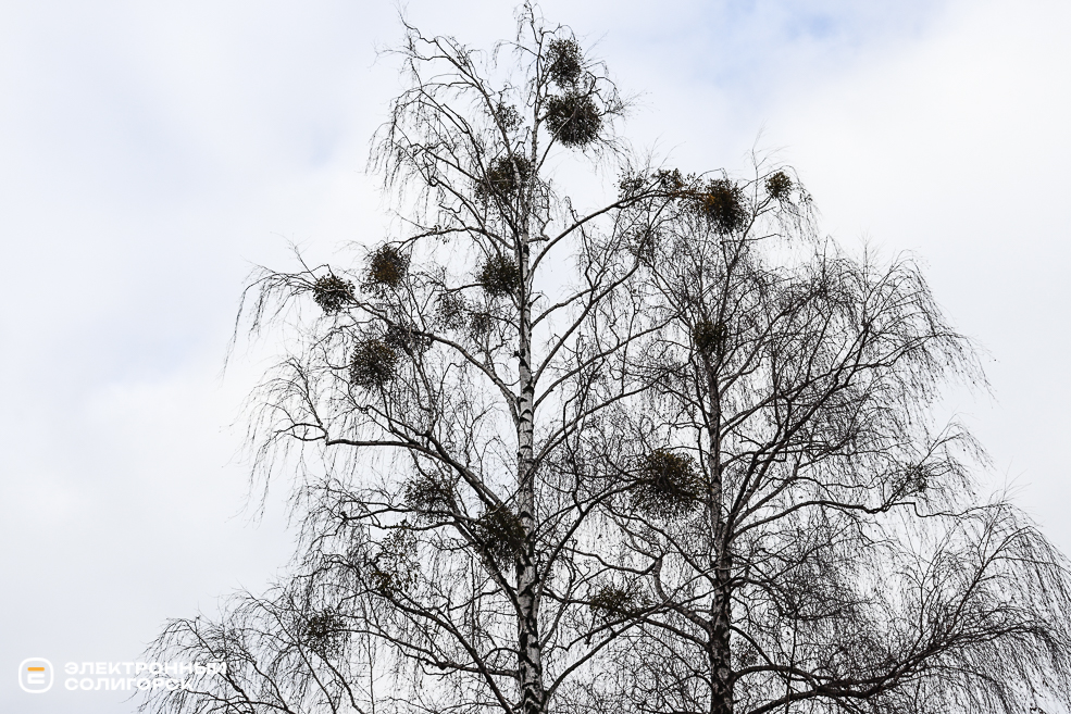 Омела в Солигорске, что делать?