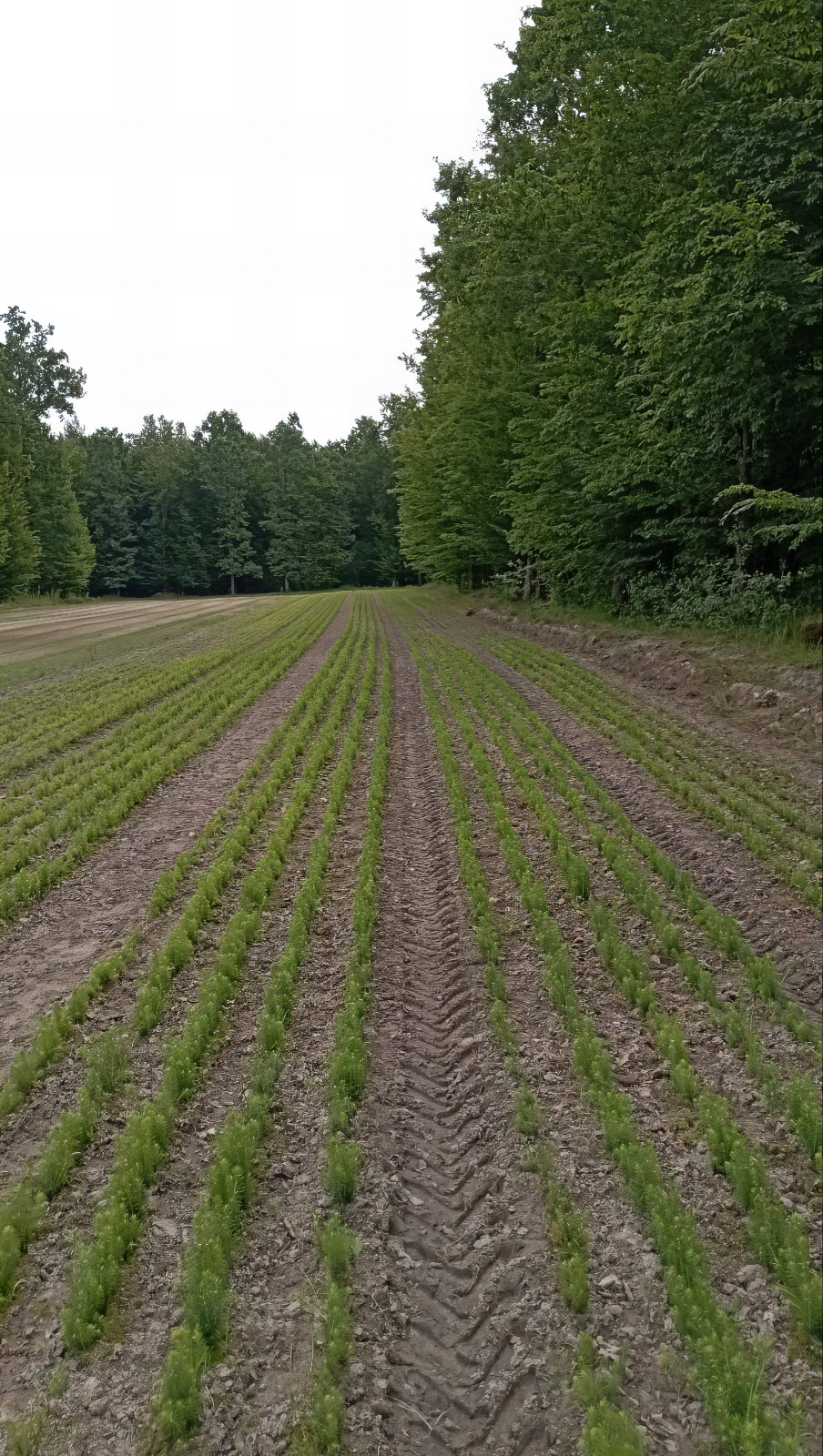 Любанский питомник