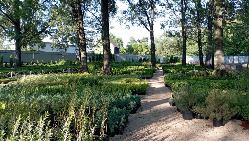 Любанский питомник