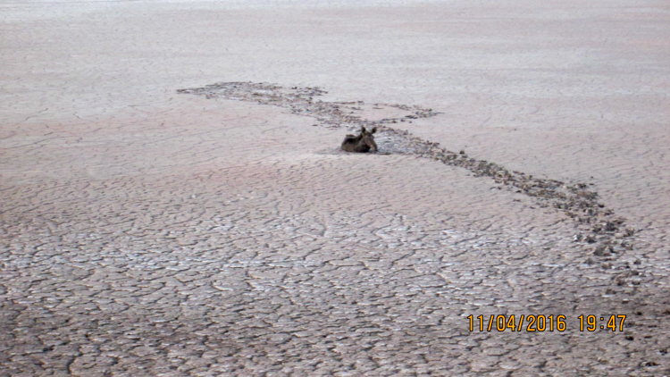 спасли лося возле Солигорска