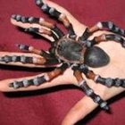 Аватара пользователя