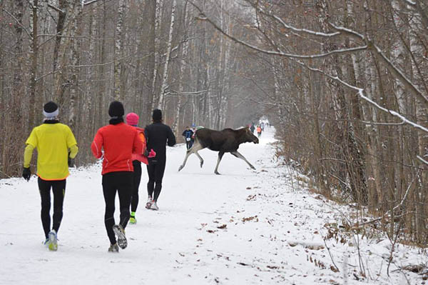 Лось и бег_1.jpg