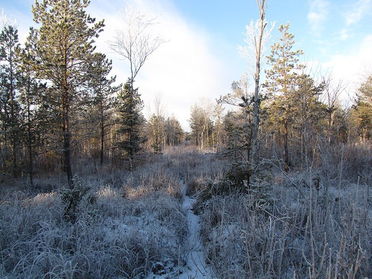 Просека Голубицкая.jpg